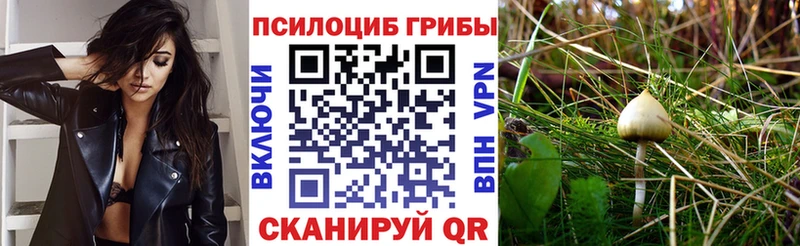 Галлюциногенные грибы Psilocybe Большой Камень