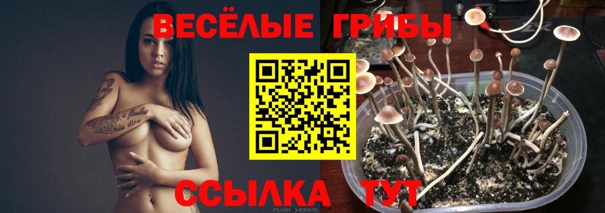 Галлюциногенные грибы Cubensis  Псилоцибиновые грибы мицелий  Большой Камень  Вход с VPN 